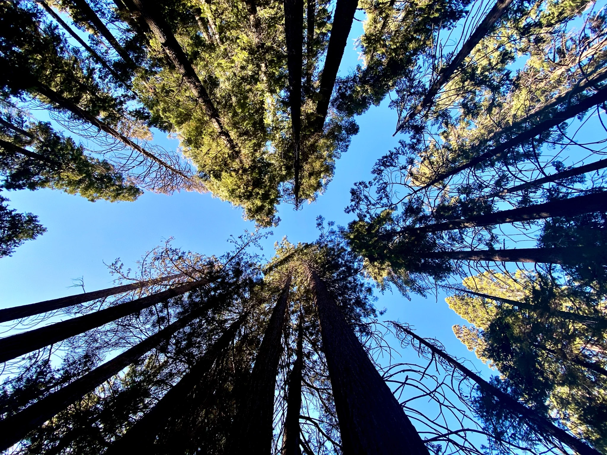 Sunlight filtering through the green canopy of a dense forest